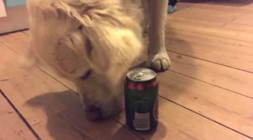  Derfor skal du ikke dele øl og anden alkohol med hunden