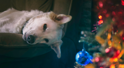 Hjælp din hund og kat trygt gennem jul og nytår