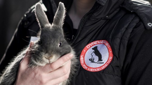 sygdomme alle kaninejere bør kende - Dyreværnet