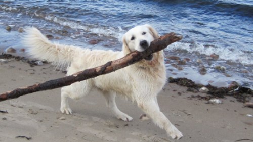 Tips til strandturen med hunden