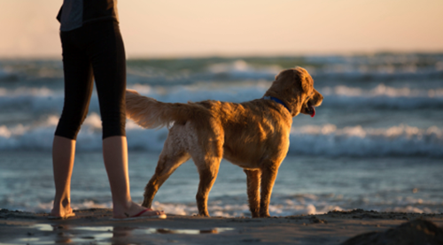 Farer ved at lade hunden bade ved stranden