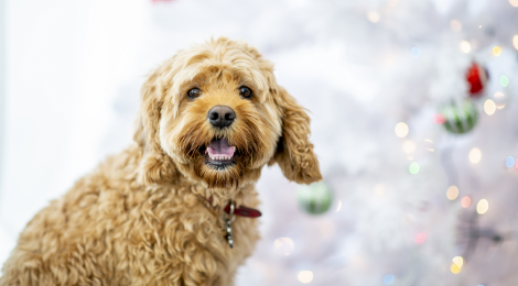3 hundetips til juleaktivering