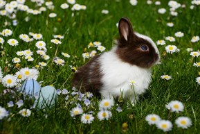 Kaniner elsker også at være udenfor