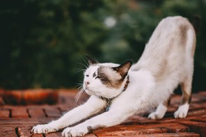 Afvist Oprigtighed metrisk Sådan finder du ud af, om din kat er i løbetid - Dyreværnet