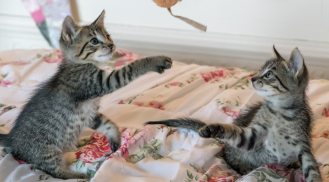 gardin vagt ensidigt Sammenføring af to katte - sådan gør du - Dyreværnet