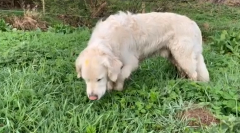 Person med ansvar for sportsspil brugervejledning tema Min hund spiser græs, hvorfor gør den det? - Dyreværnet