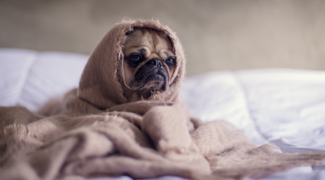Er din hund snottet og forkølet?