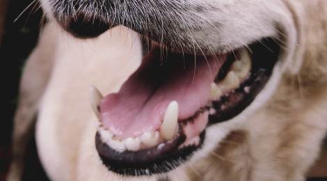 Hvornår har du sidst din hund i munden? - Dyreværnet