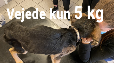 Var efterladt syv dage alene - stod lænket til en radiator