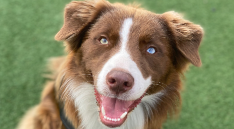 Bliv klogere på hunde med forskellige øjenfarver