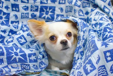 Chihuahua Dyreværnet