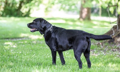 Labrador Dyreværnet