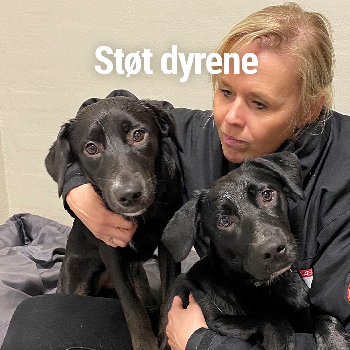 Hjælp med at redde dyr