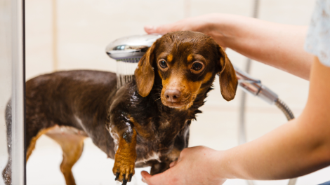 Hvor ofte skal din hund i bad? 