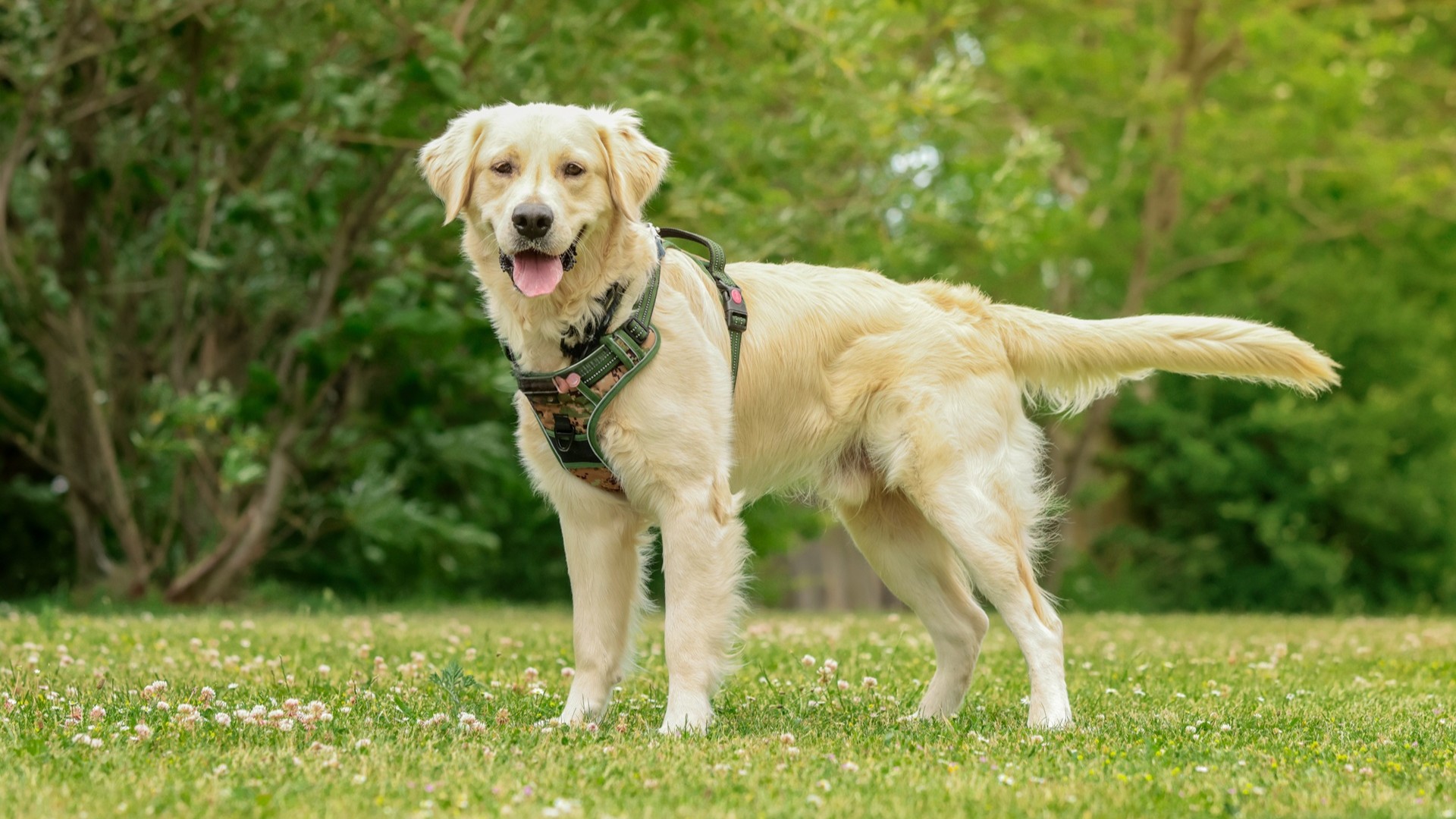 Billede af golden retriever, der står på græsplæne med halen højt i vejret og tungen ud af munden.