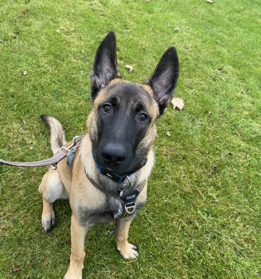 Billede af Maverick, en Malinois-blanding, der sidder pænt på græsset og kigger op på kameraet.