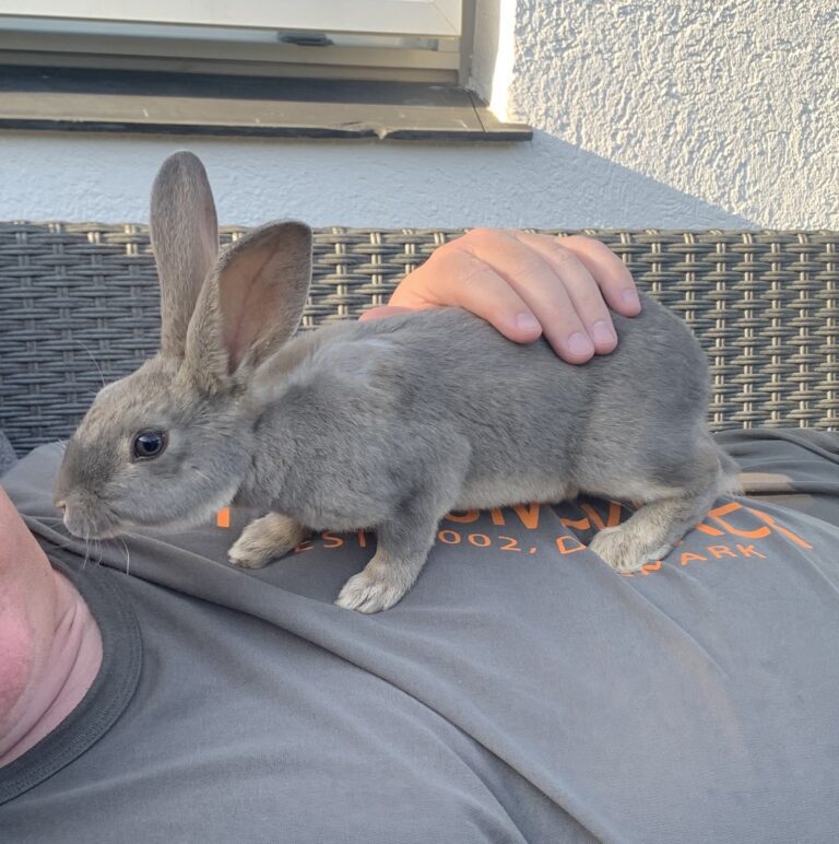 Hilsen fra Nougats familie