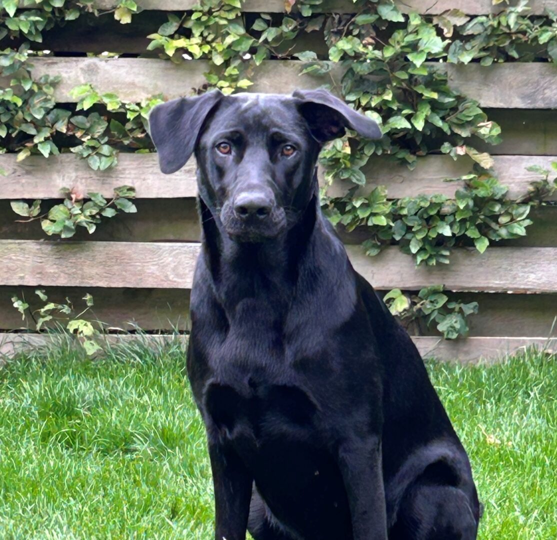 Billede af Skye, som er en sort hund. Hun sidder på en grøn græsplæne foran et træhegn.