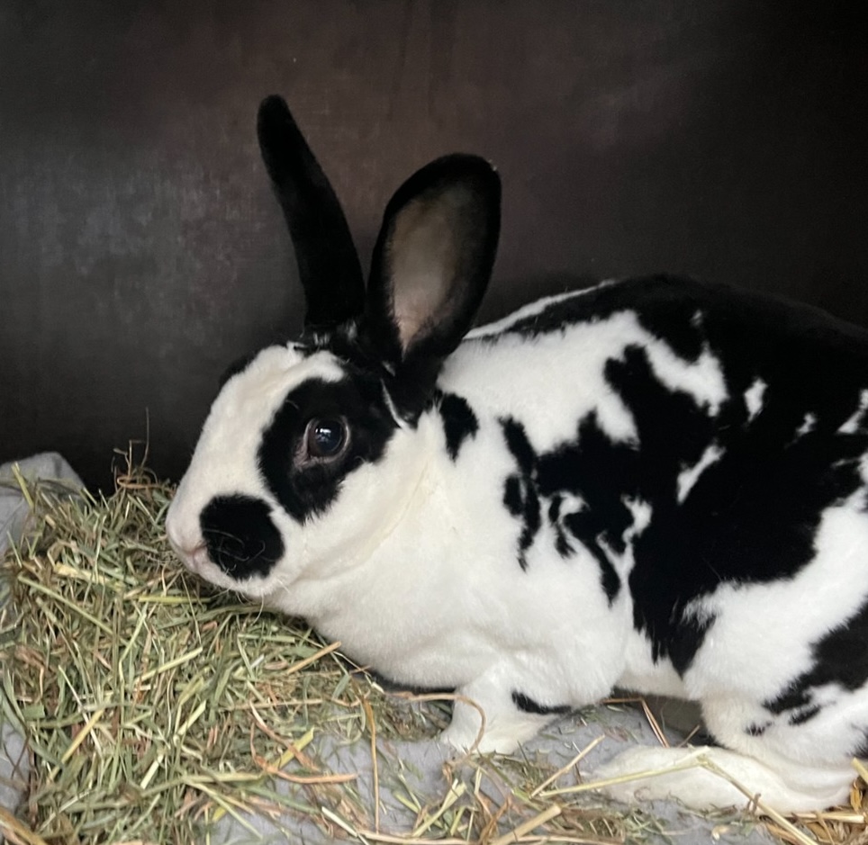 Billede af en sort-hvid pelset kanin set fra siden.