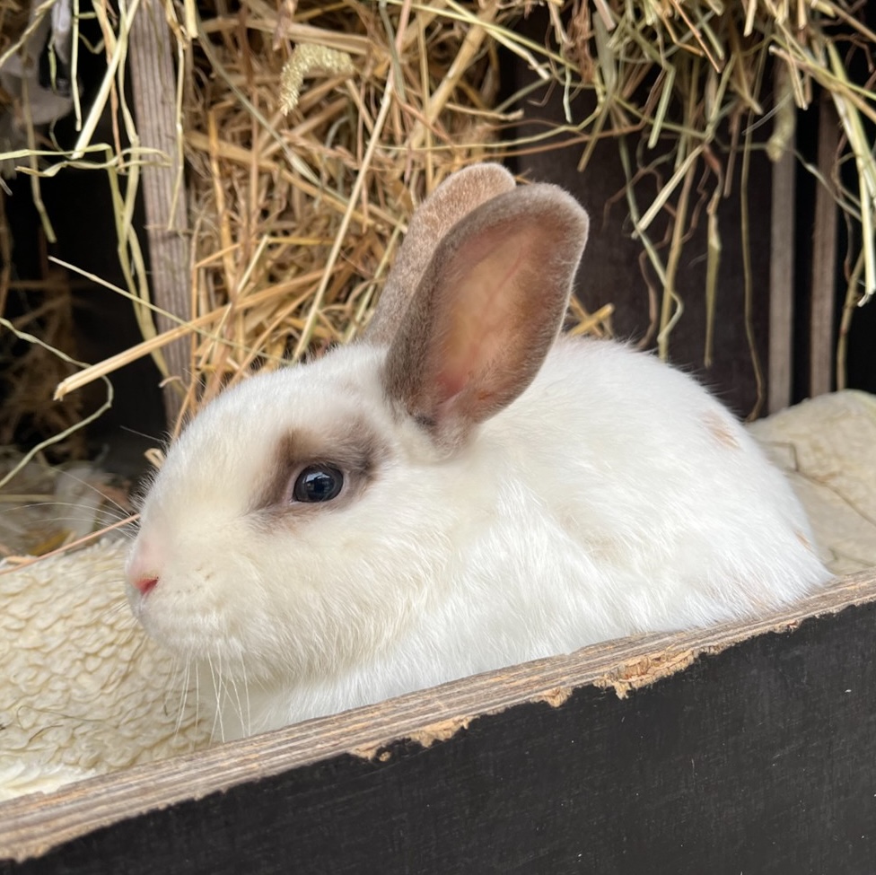 Close-up af en hvid, skinnende kanin med lysebrune aftegninger, der sidder på et blødt, pelset tæppe med masser af hø i baggrunden.