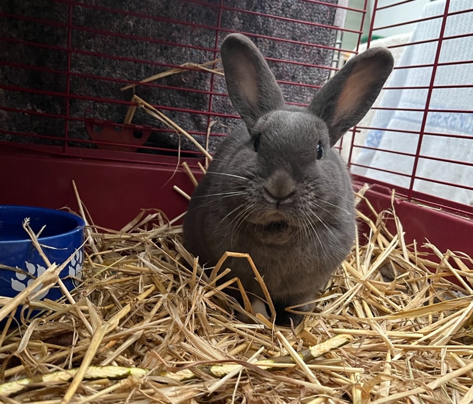 Billede af en grå kanin der sidder i et bur med en masse hø og kigger direkte ind i kameraet.