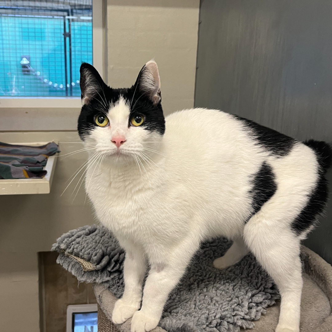 Luna er en hvid kat med sorte pletter