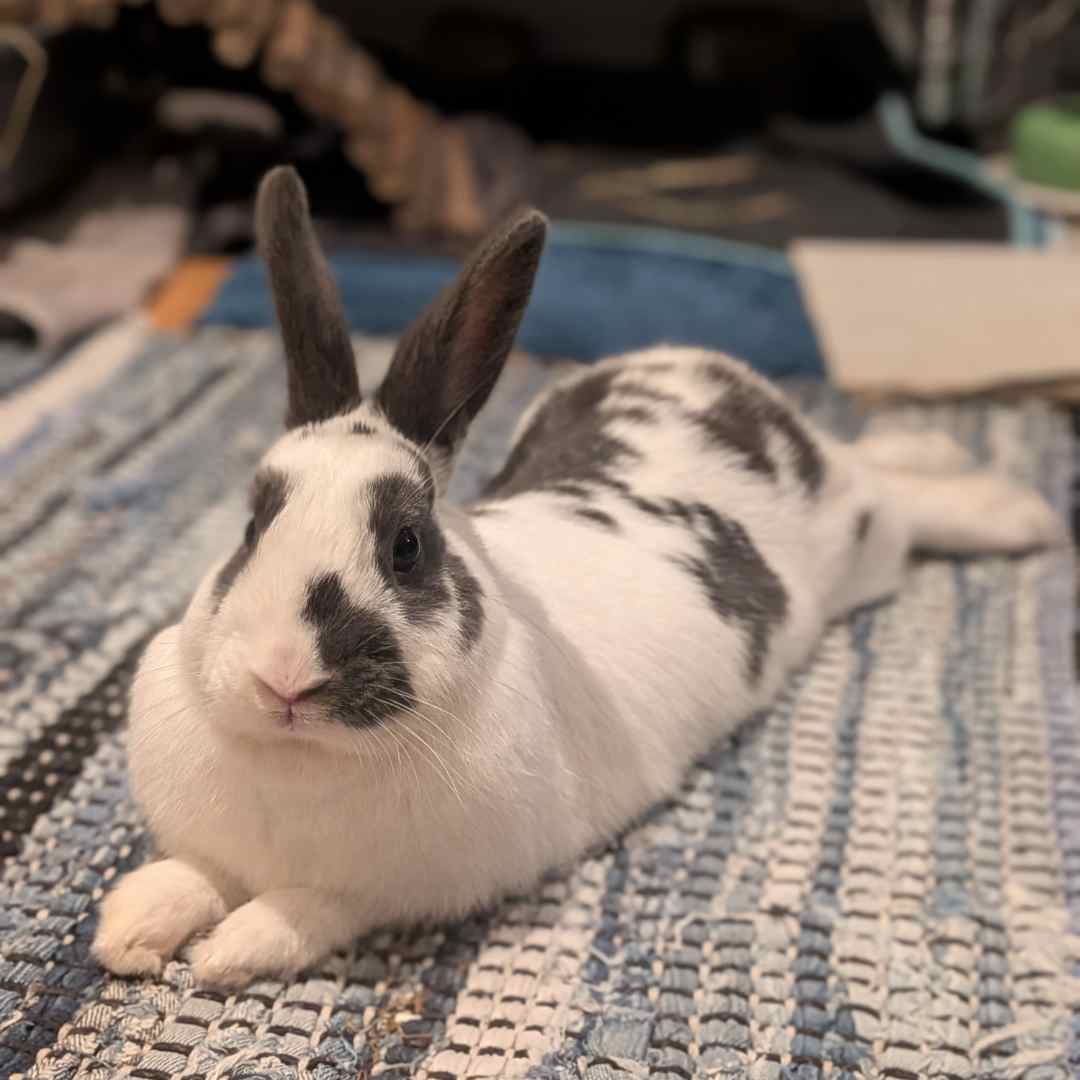 Neya er en sort og hvid kanin
