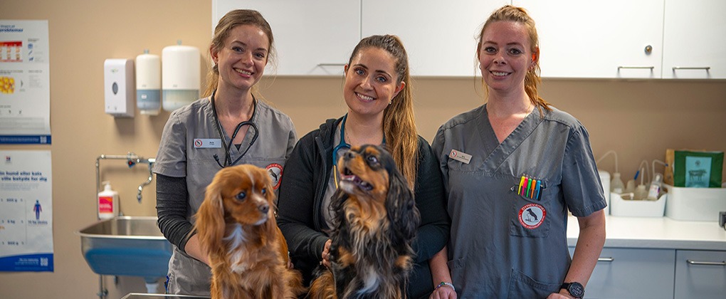 Tre medarbejdere fra Dyreværnets dyreklinik – dyrlæge Mette og Sofie, samt veterinærsygeplejerske Maria – står bag to cavalierhunde på et undersøgelsesbord i klinikken.