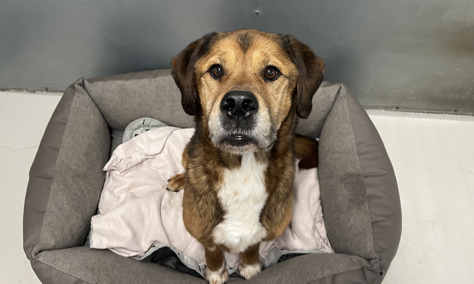 Billede af blandingshunden Basse, brun med hvid pels, der sidder i sin grå stofkurv på et internatsværelse
