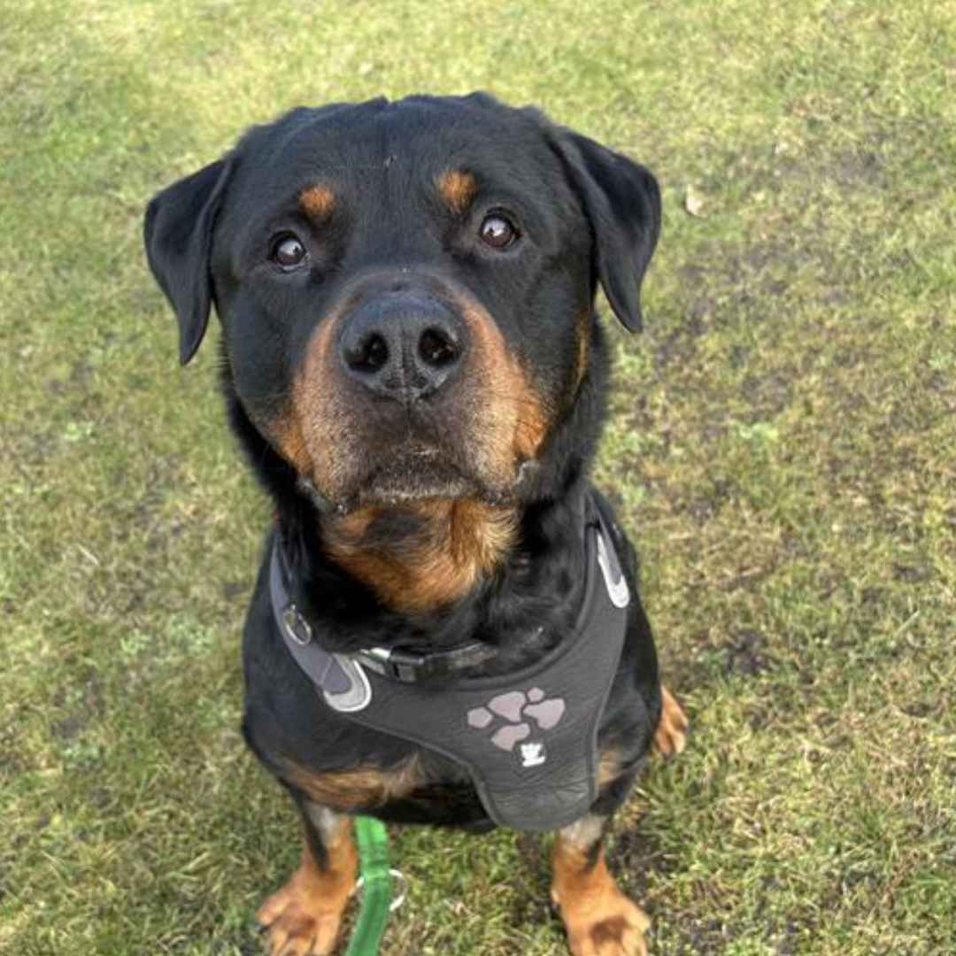 Alfred rottweiler