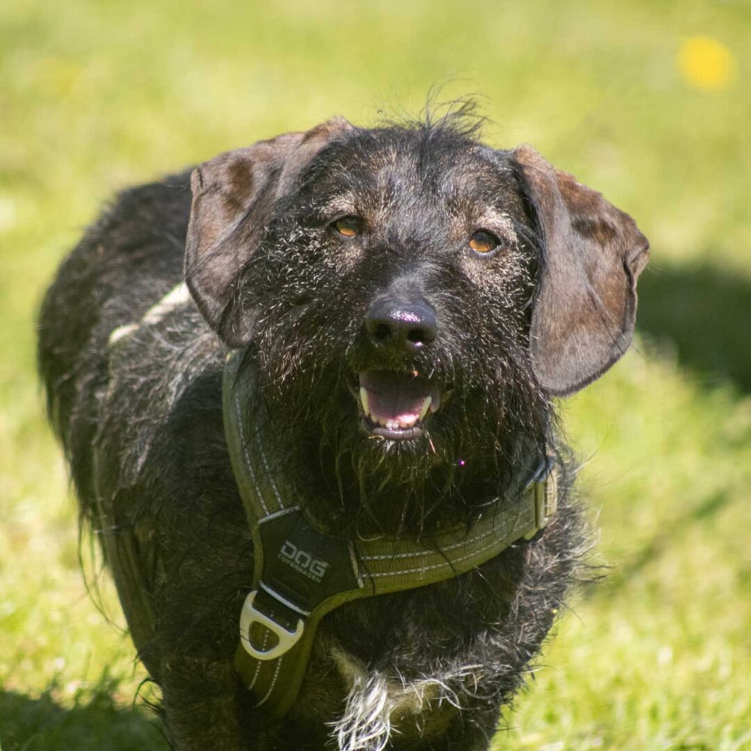 Leo gravhund blanding der løber mod kammeraet