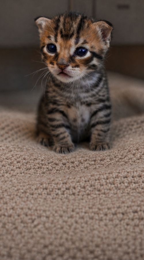 Den lille kat Avocato med brun, sort og hvidstribet pels står på et beige tæppe og kigger mod kameraet.